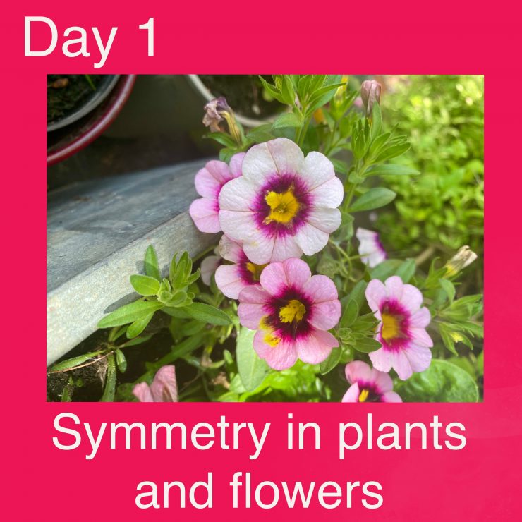 Symmetry in plants image